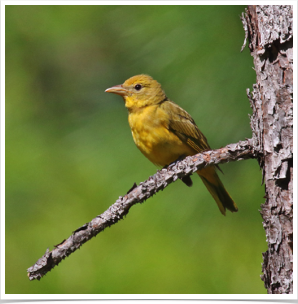 Summer Tanager (female)